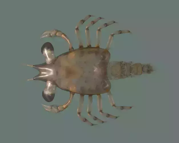 Crab larvae