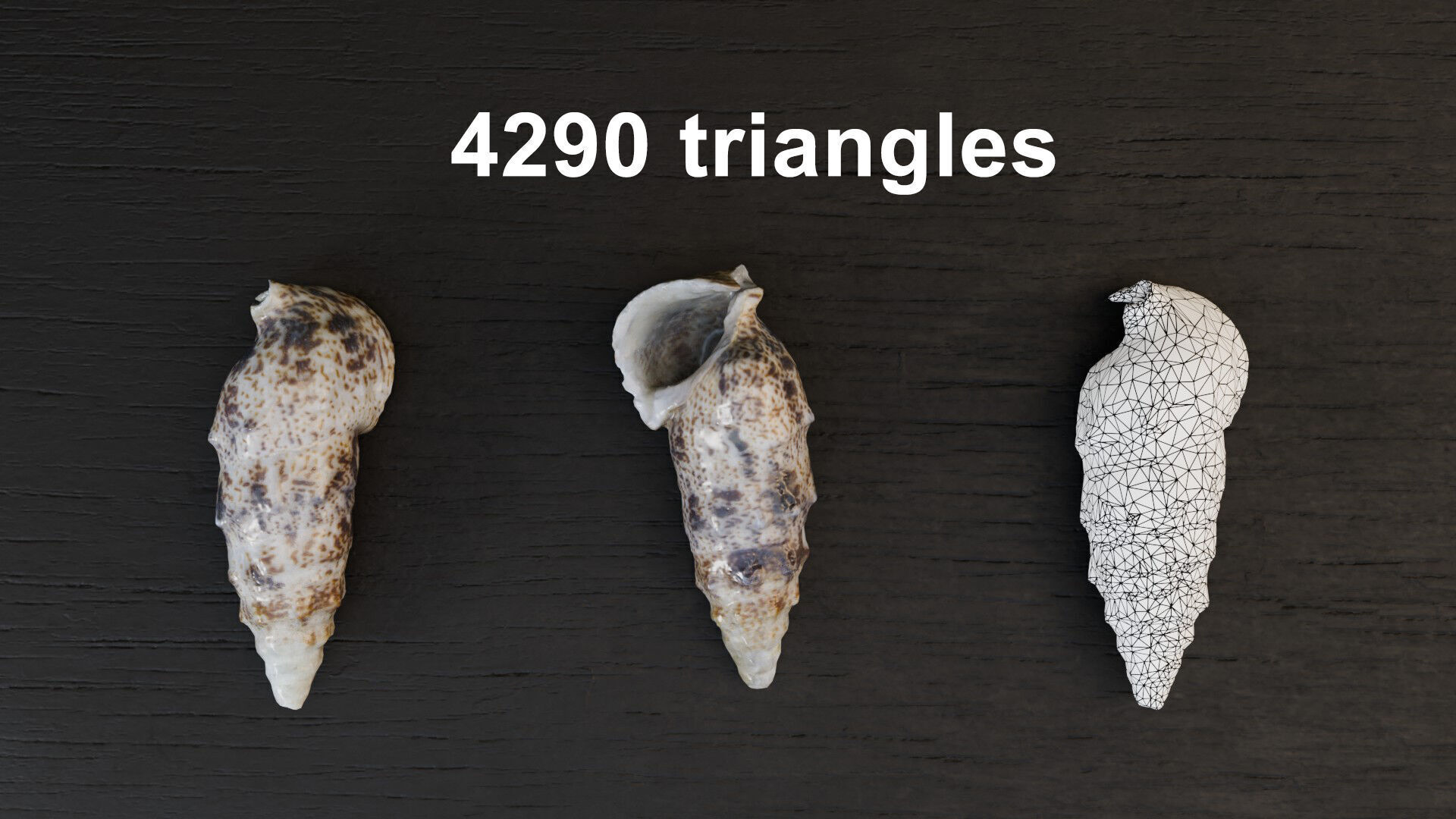 Sea shells collection Vol 3 Low-poly 3D model Low-poly 3D model_6