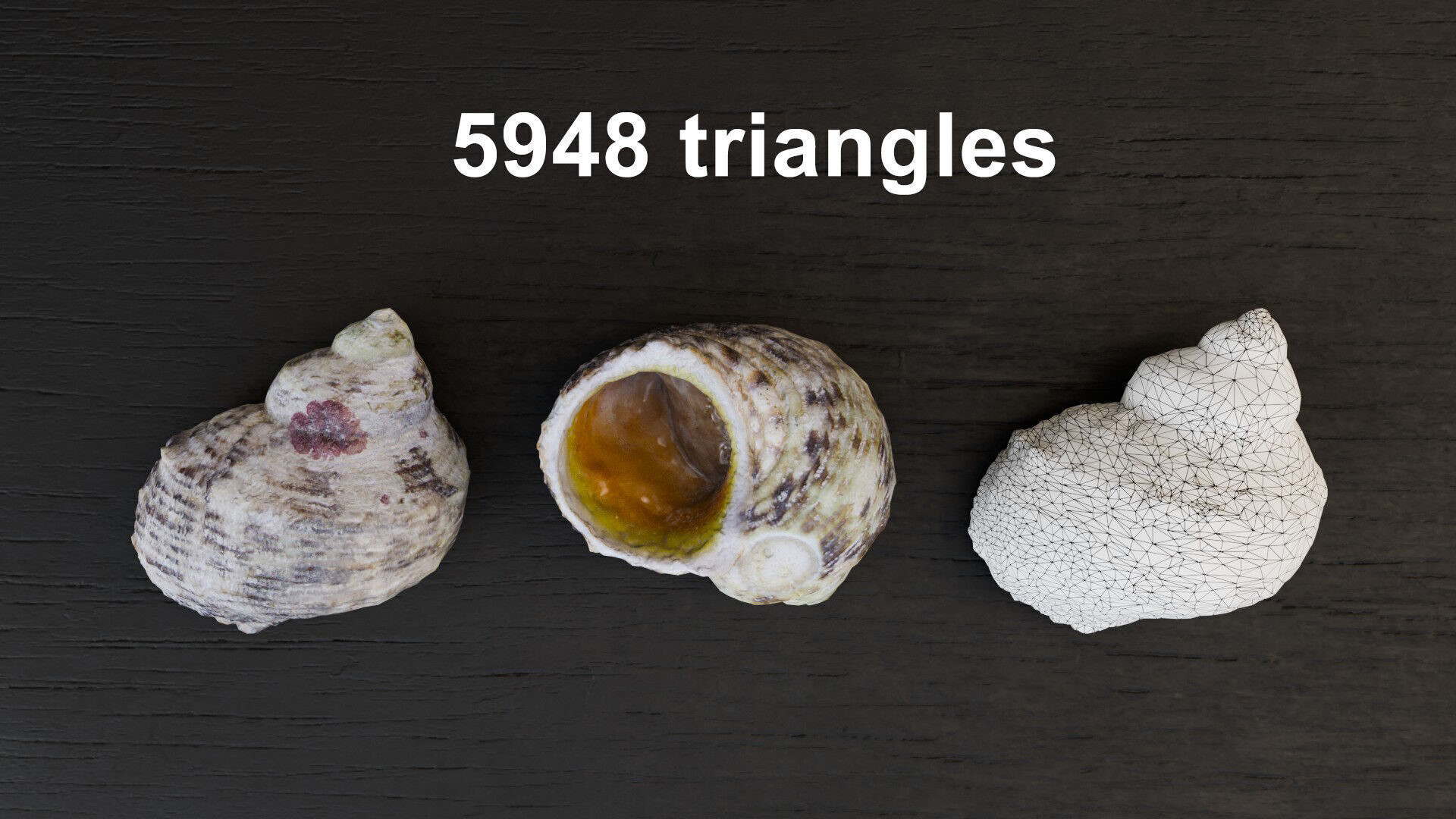 Sea shells collection Vol 3 Low-poly 3D model Low-poly 3D model_7