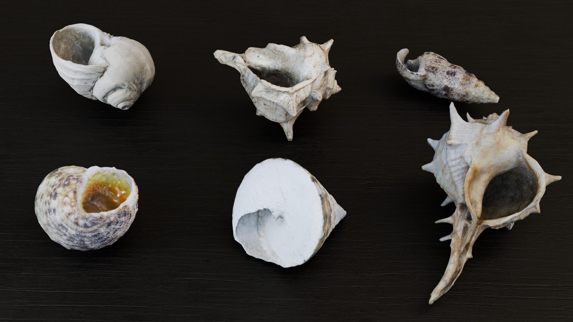 Sea shells collection Vol 3 Low-poly 3D model Low-poly 3D model_1