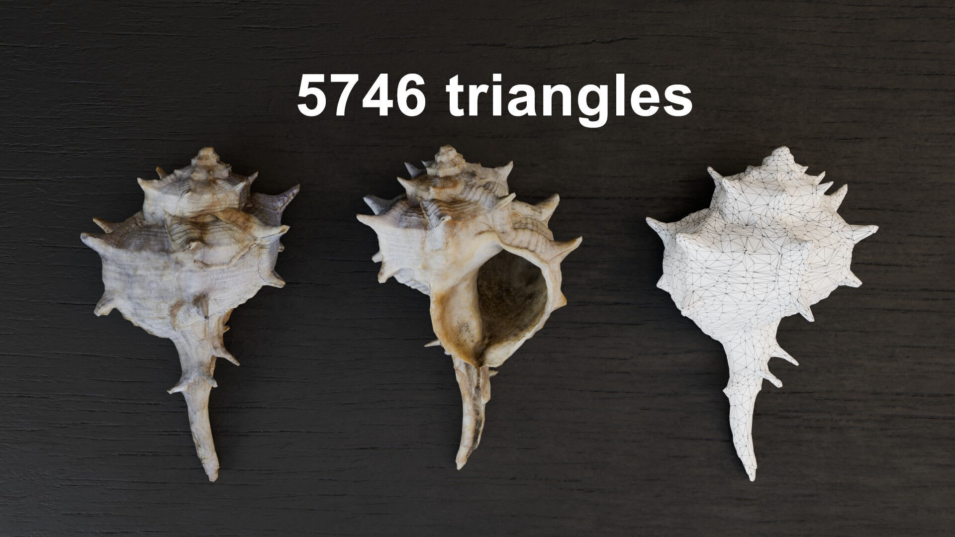 Sea shells collection Vol 3 Low-poly 3D model Low-poly 3D model_9