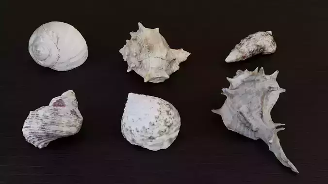 Sea shells collection Vol 3 Low-poly 3D model Low-poly 3D model