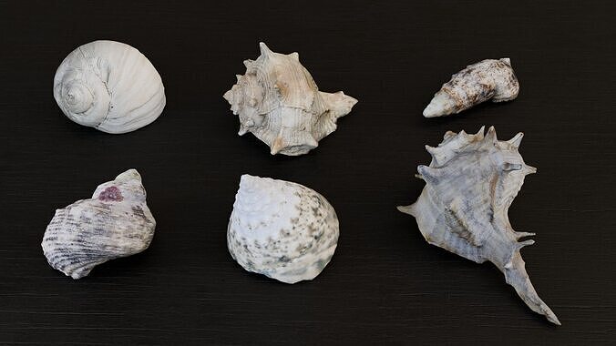 Seashell collection Vol 3 Low-poly 3D model Low-poly 3D model