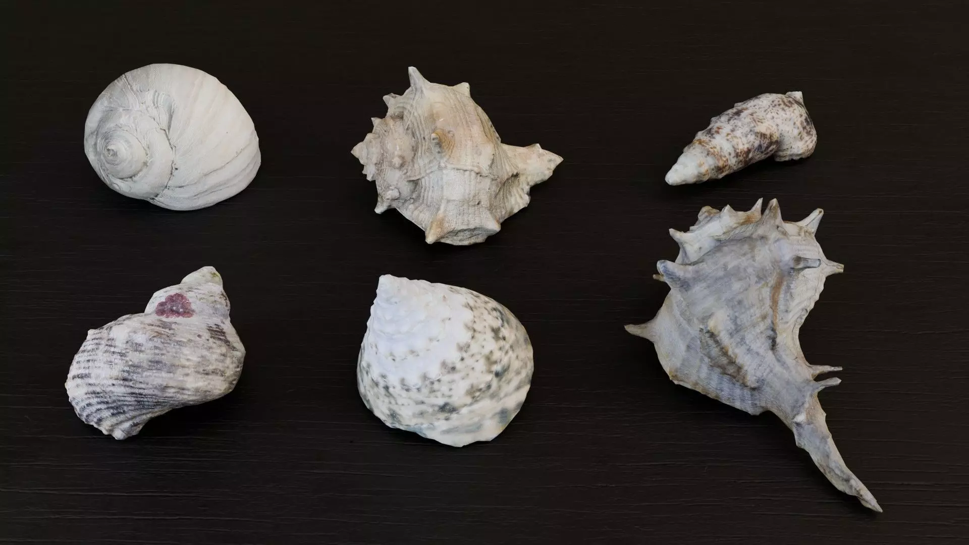 Sea shells collection Vol 3 Low-poly 3D model Low-poly 3D model_0