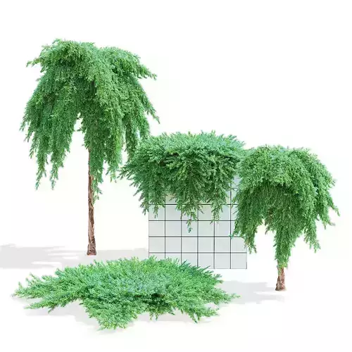 Juniperus procumbens nana 3D model