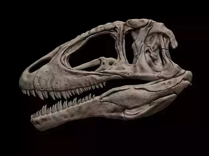 Carcharodontosaurus Skull