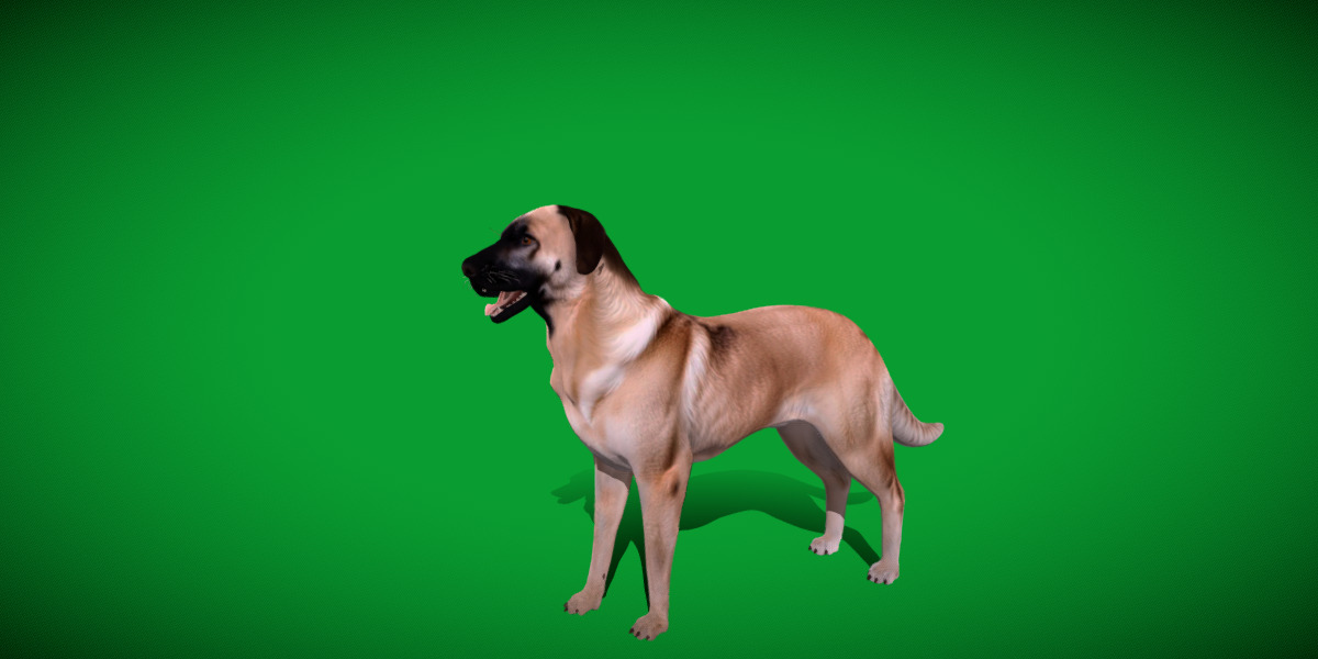 Kangal Shepherd Dog Low-poly 3D model_16
