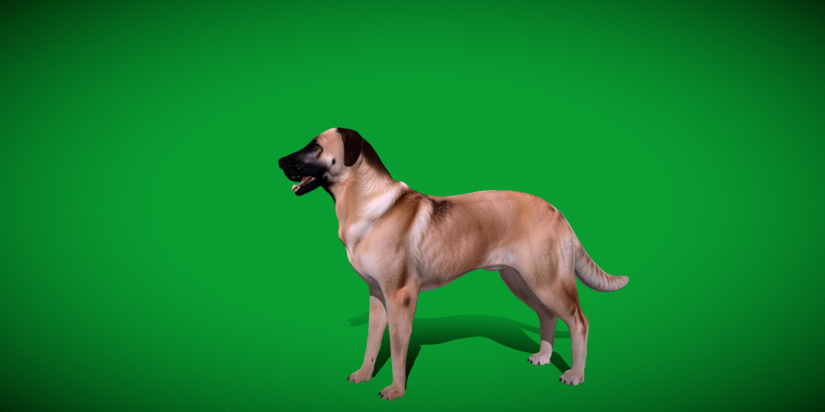 Kangal Shepherd Dog Low-poly 3D model_33
