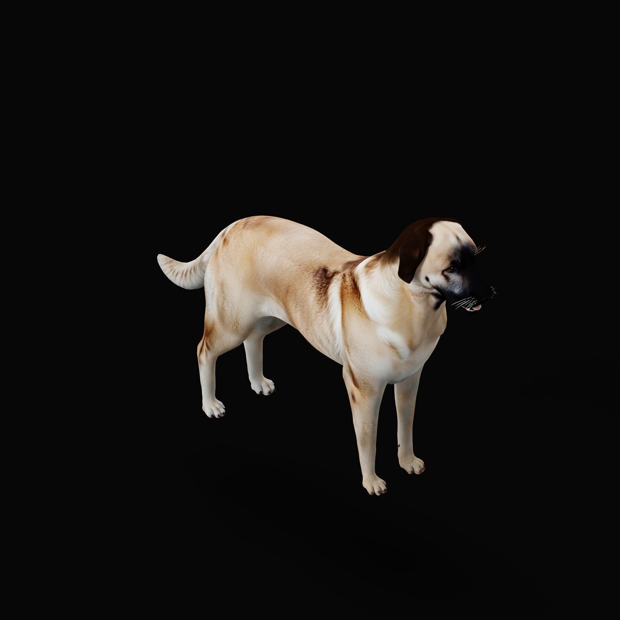 Kangal Shepherd Dog Low-poly 3D model_44
