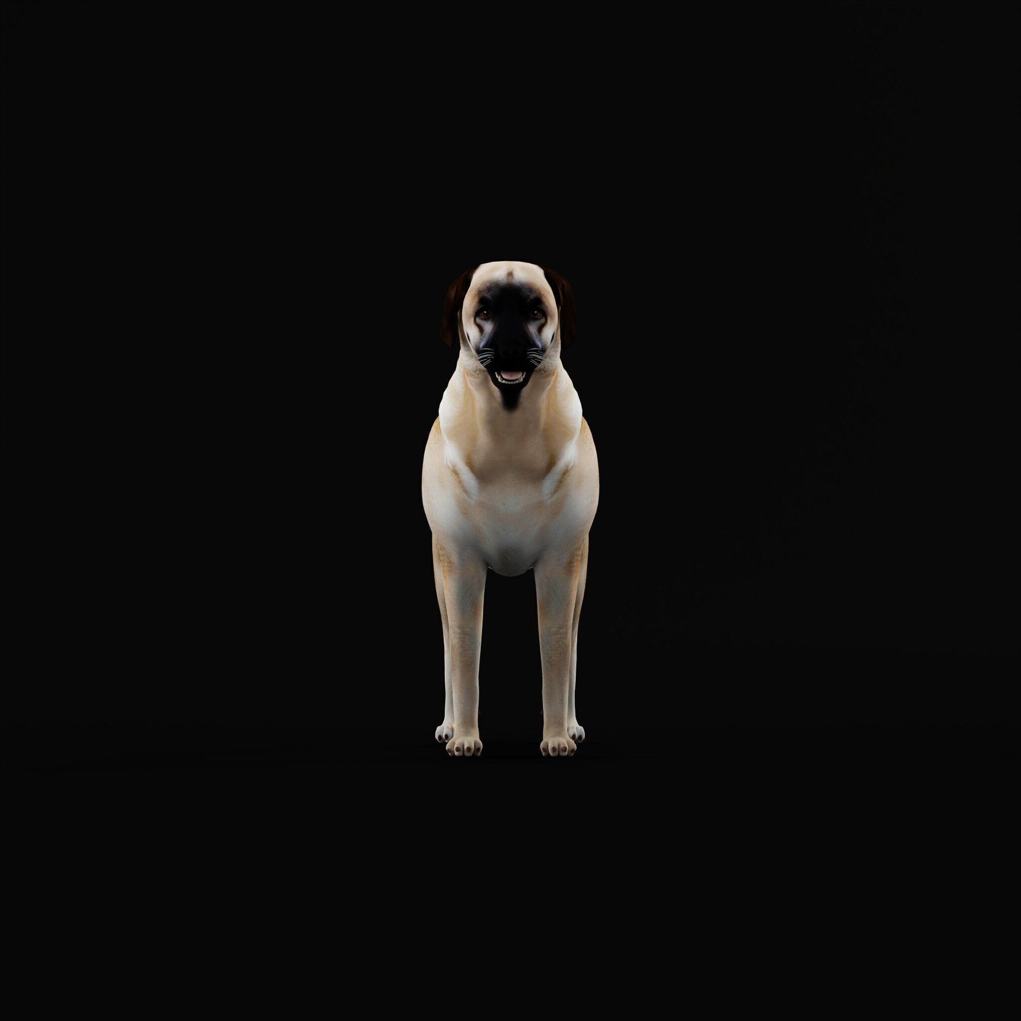 Kangal Shepherd Dog Low-poly 3D model_48