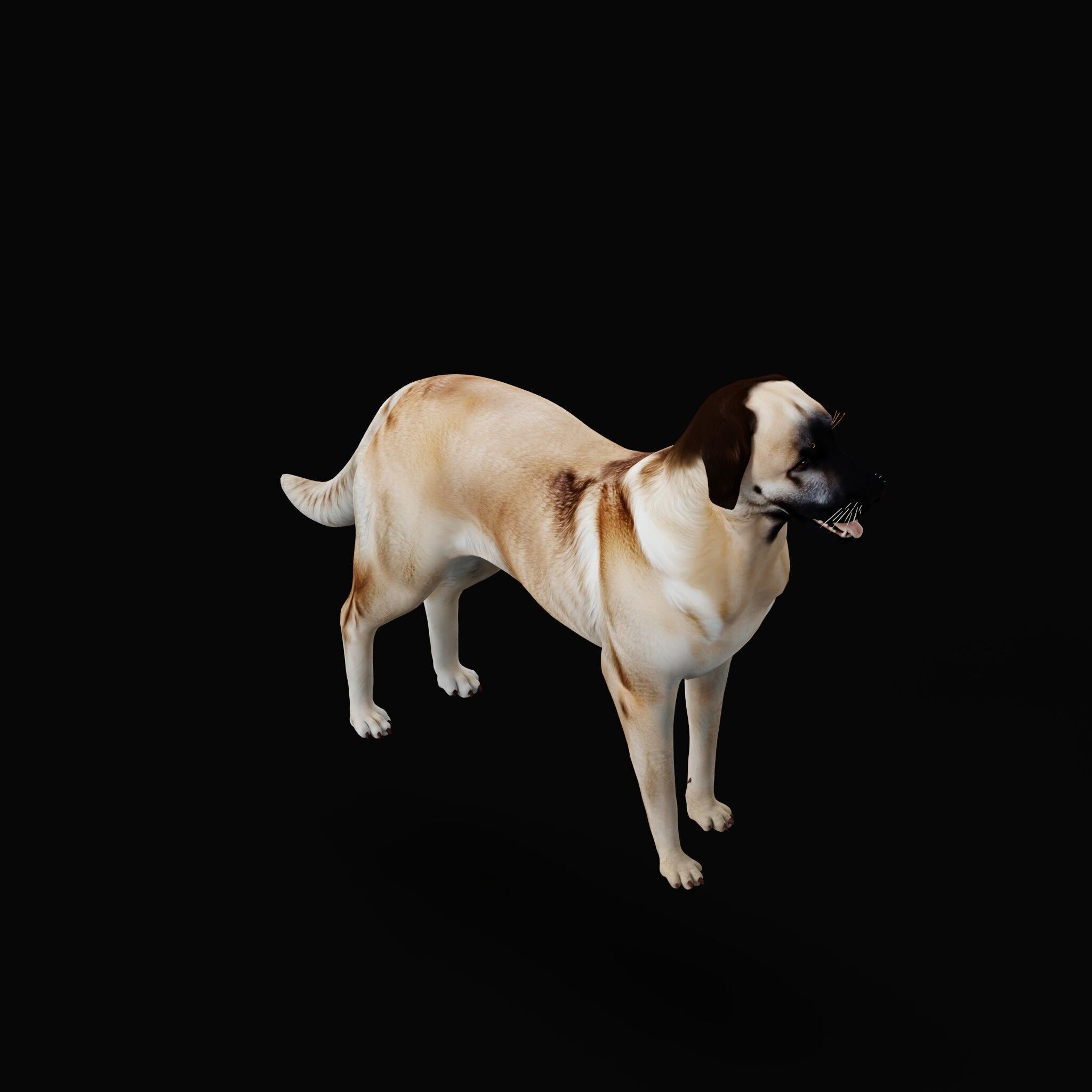 Kangal Shepherd Dog Low-poly 3D model_37