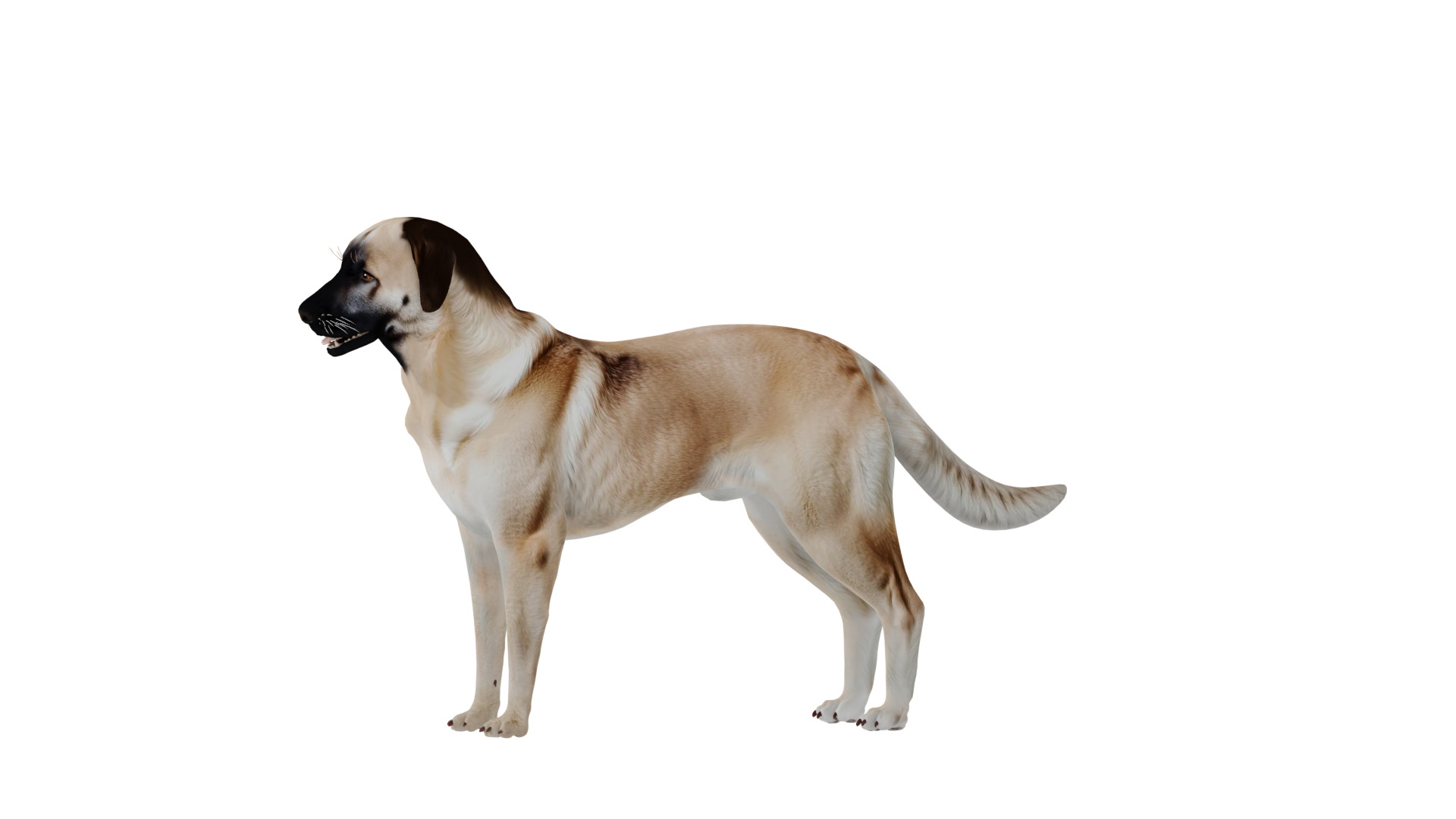 Kangal Shepherd Dog Low-poly 3D model_51