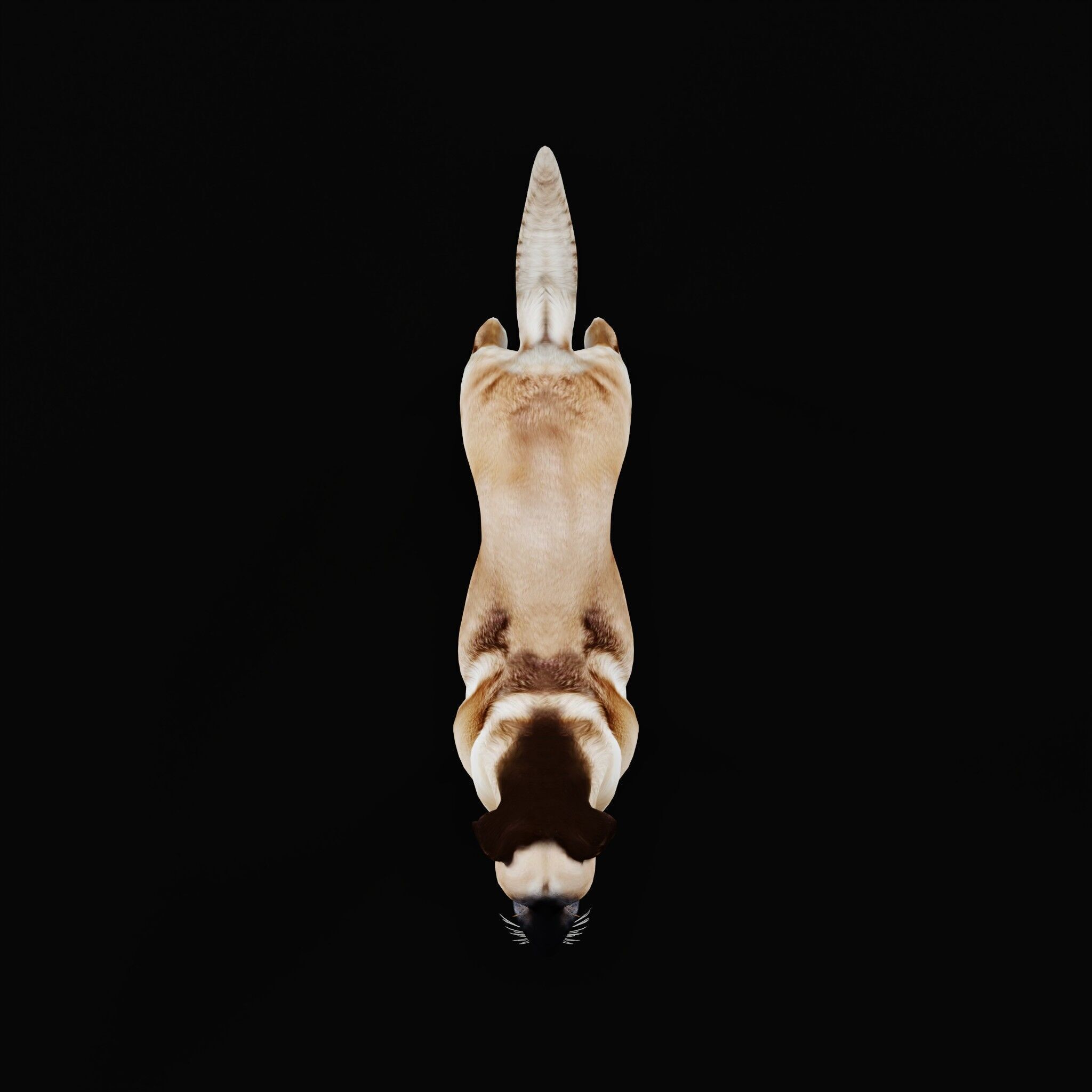 Kangal Shepherd Dog Low-poly 3D model_43