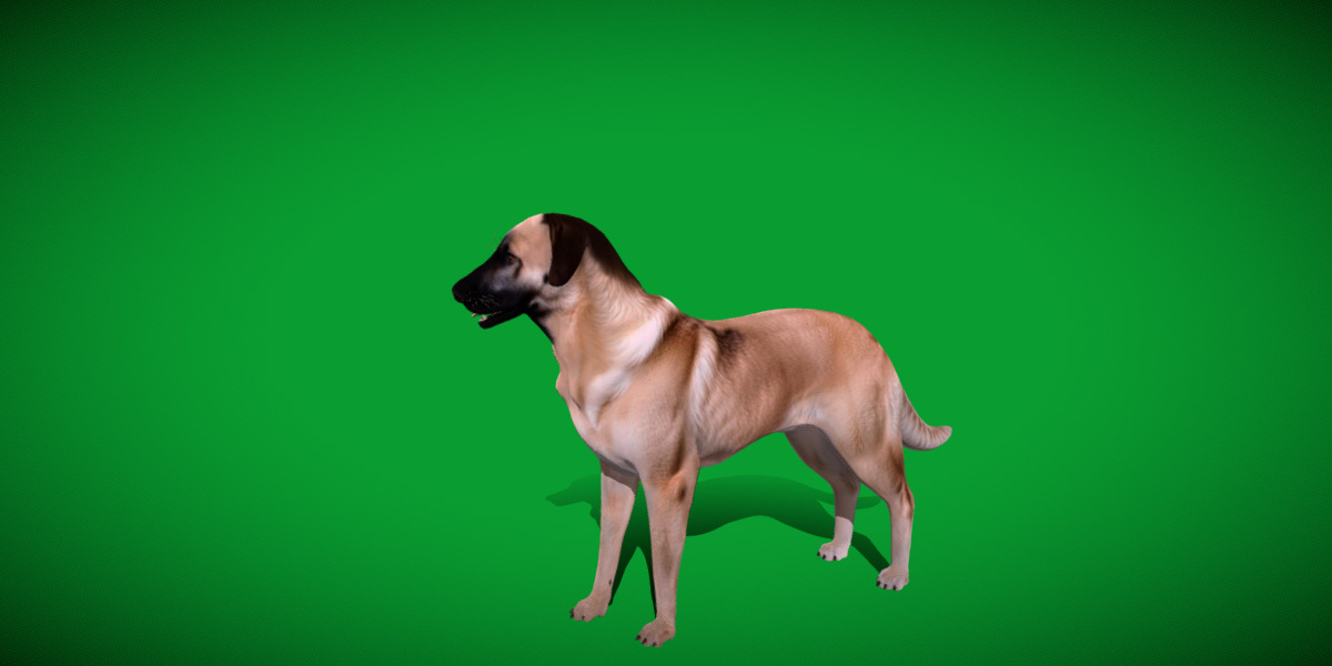 Kangal Shepherd Dog Low-poly 3D model_12