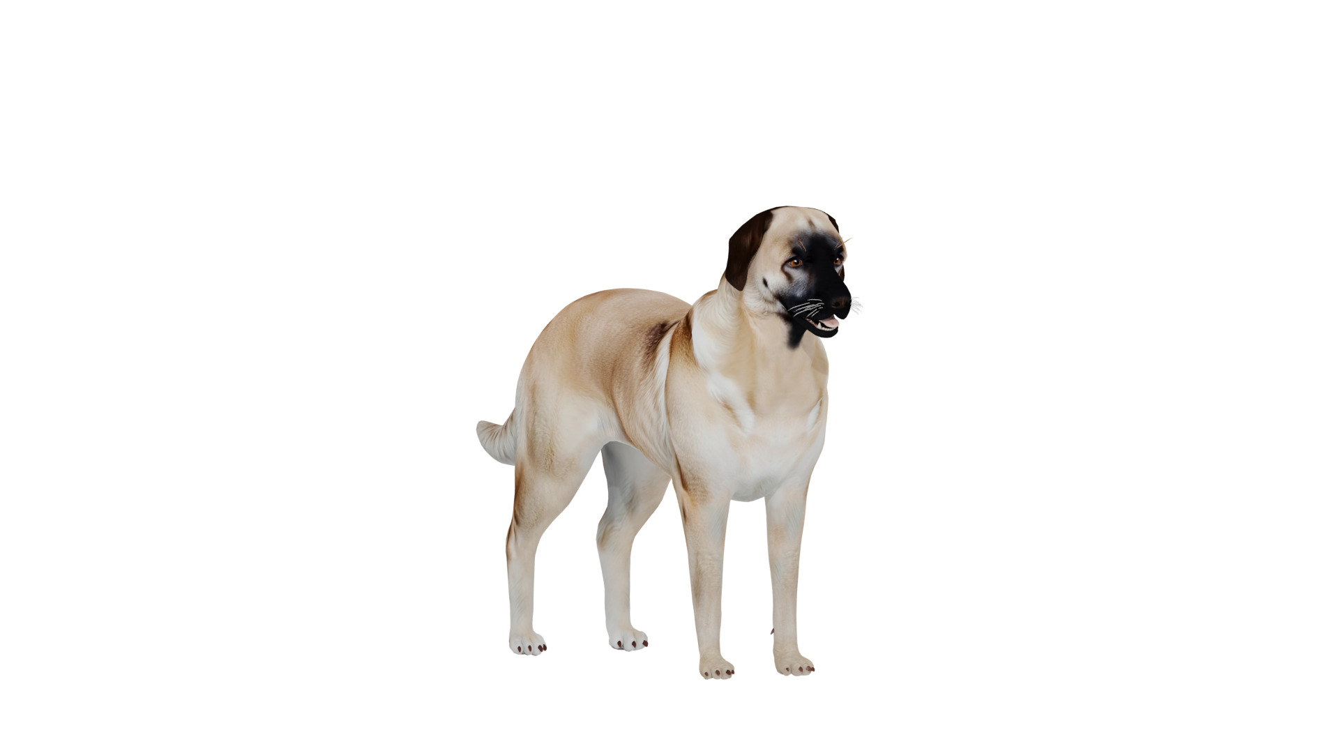 Kangal Shepherd Dog Low-poly 3D model_49