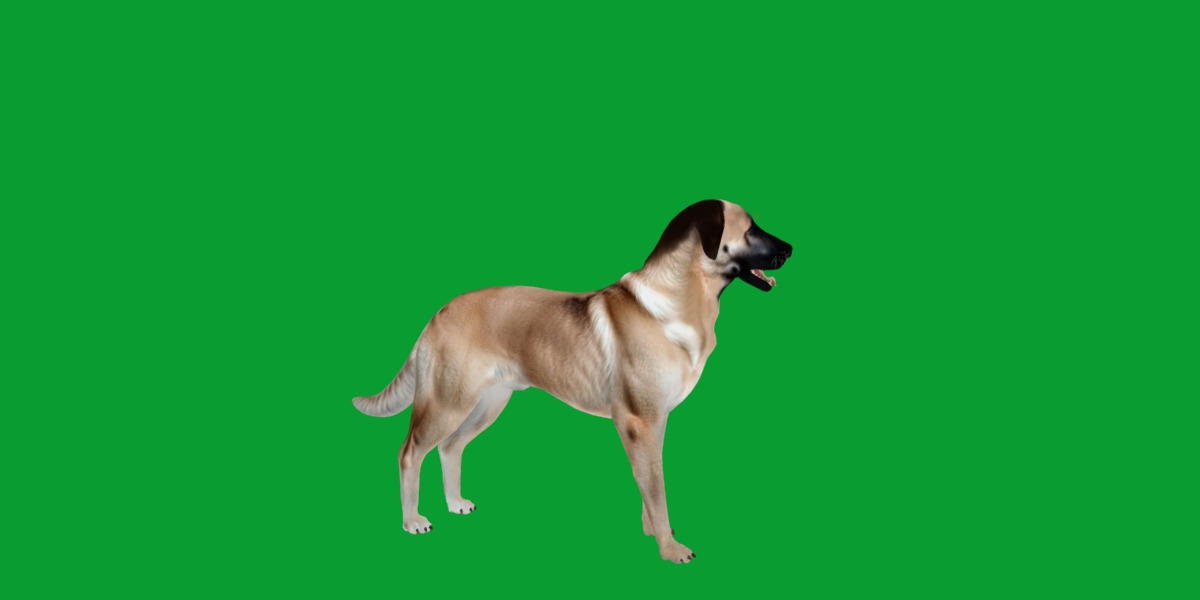Kangal Shepherd Dog Low-poly 3D model_30
