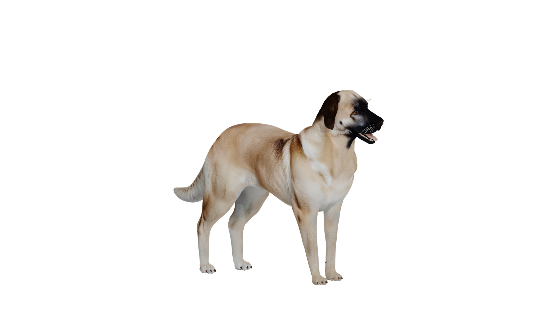 Kangal Shepherd Dog Low-poly 3D model_50