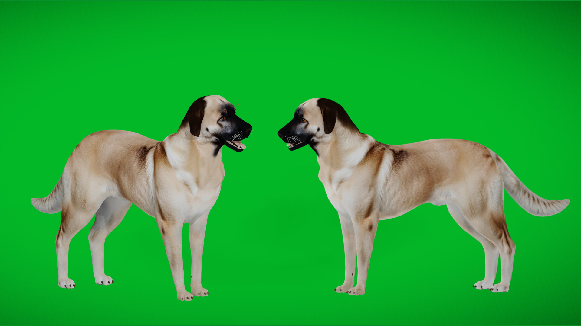 Kangal Shepherd Dog Low-poly 3D model_6