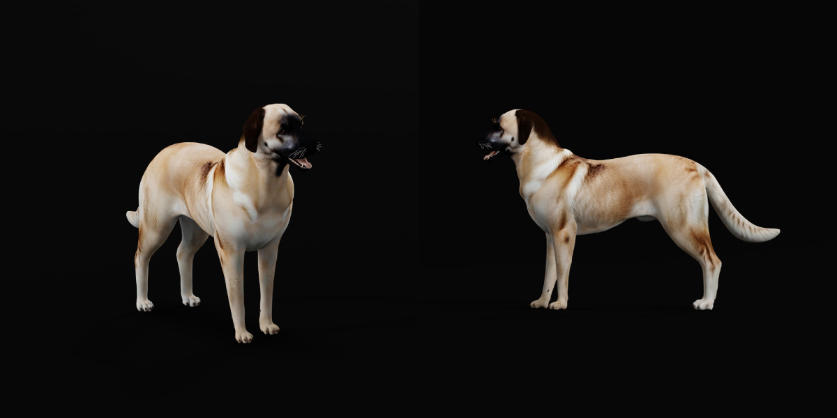 Kangal Shepherd Dog Low-poly 3D model_18