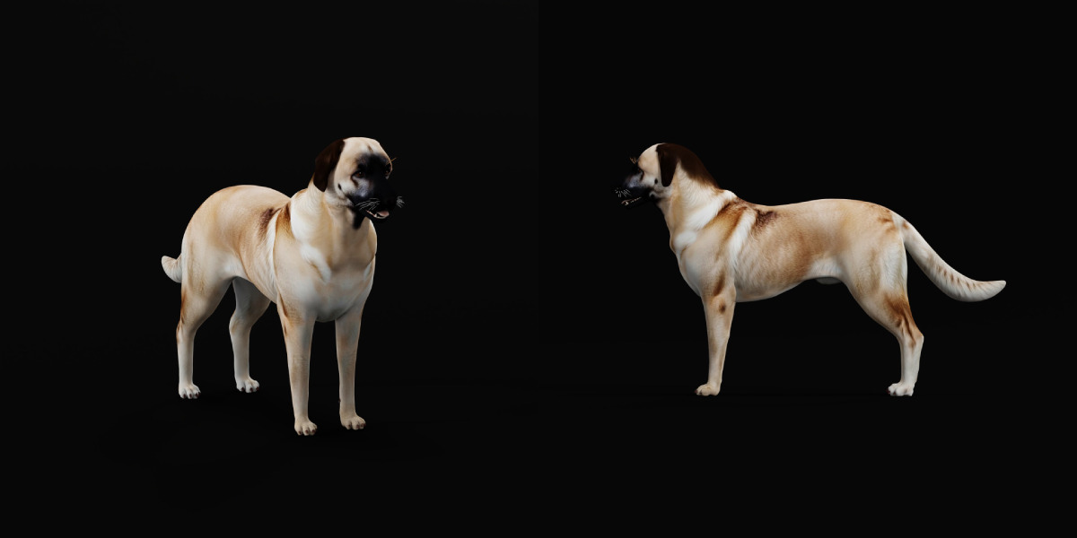 Kangal Shepherd Dog Low-poly 3D model_11