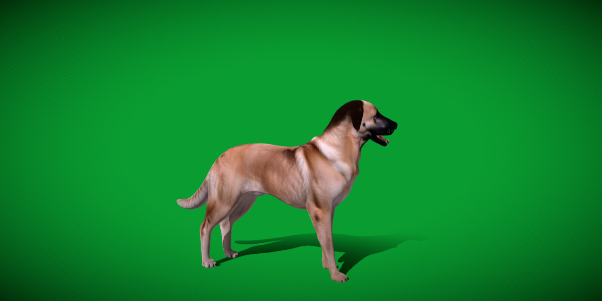 Kangal Shepherd Dog Low-poly 3D model_31
