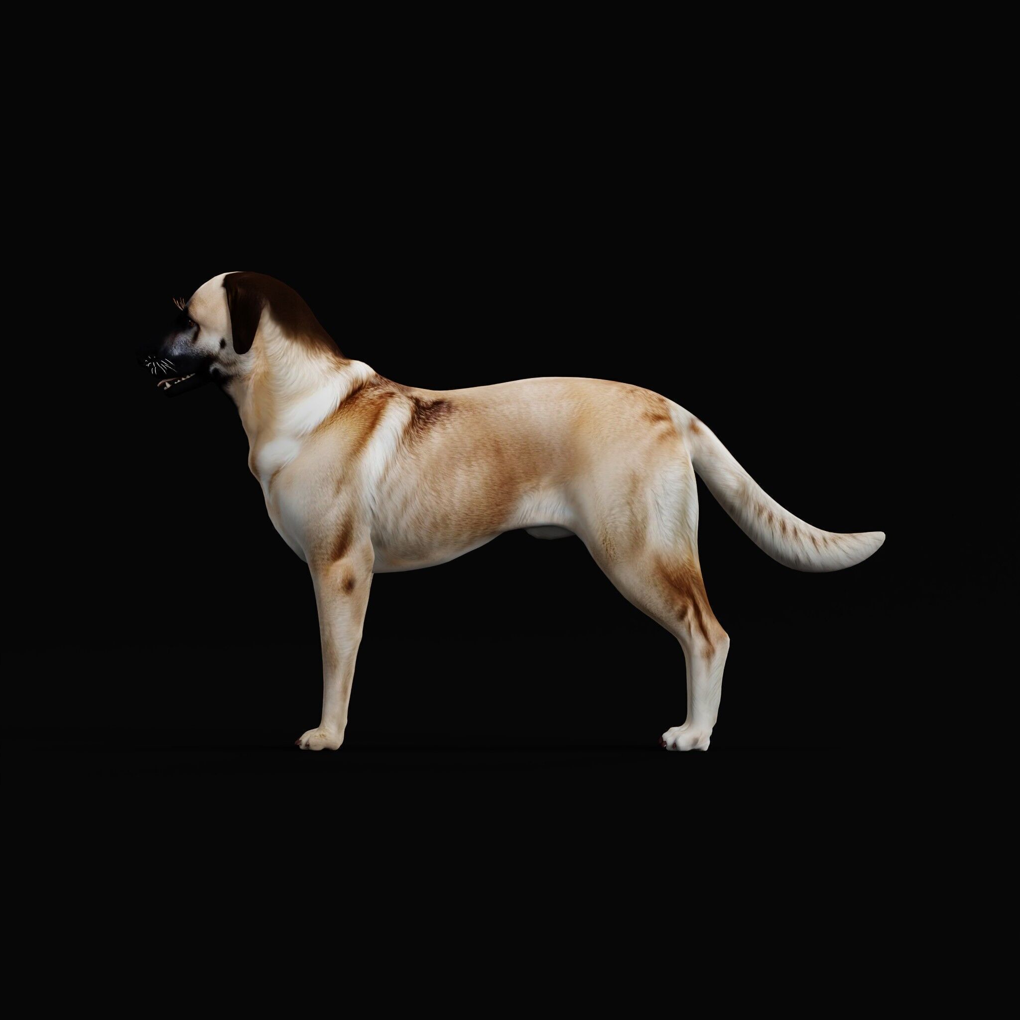 Kangal Shepherd Dog Low-poly 3D model_40