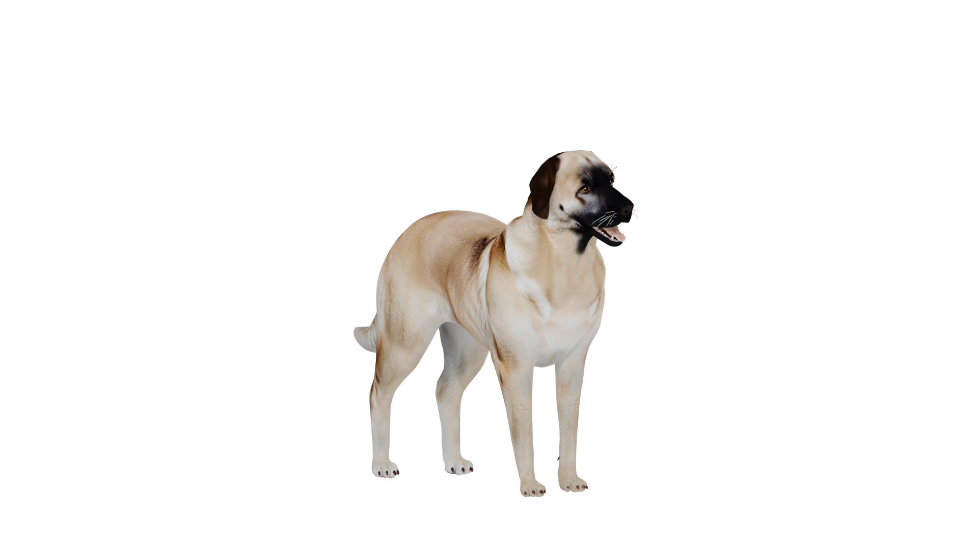 Kangal Shepherd Dog Low-poly 3D model_53