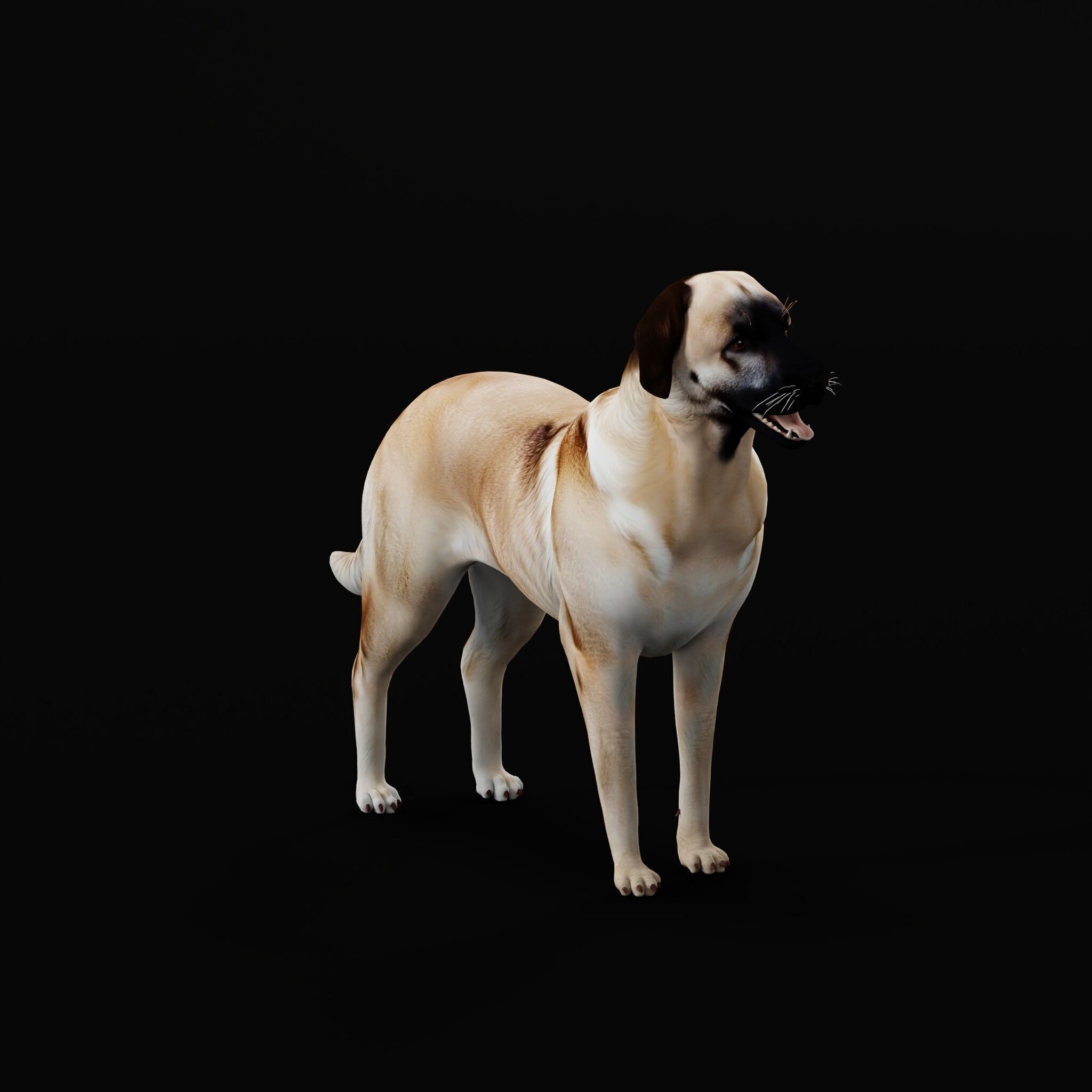 Kangal Shepherd Dog Low-poly 3D model_38