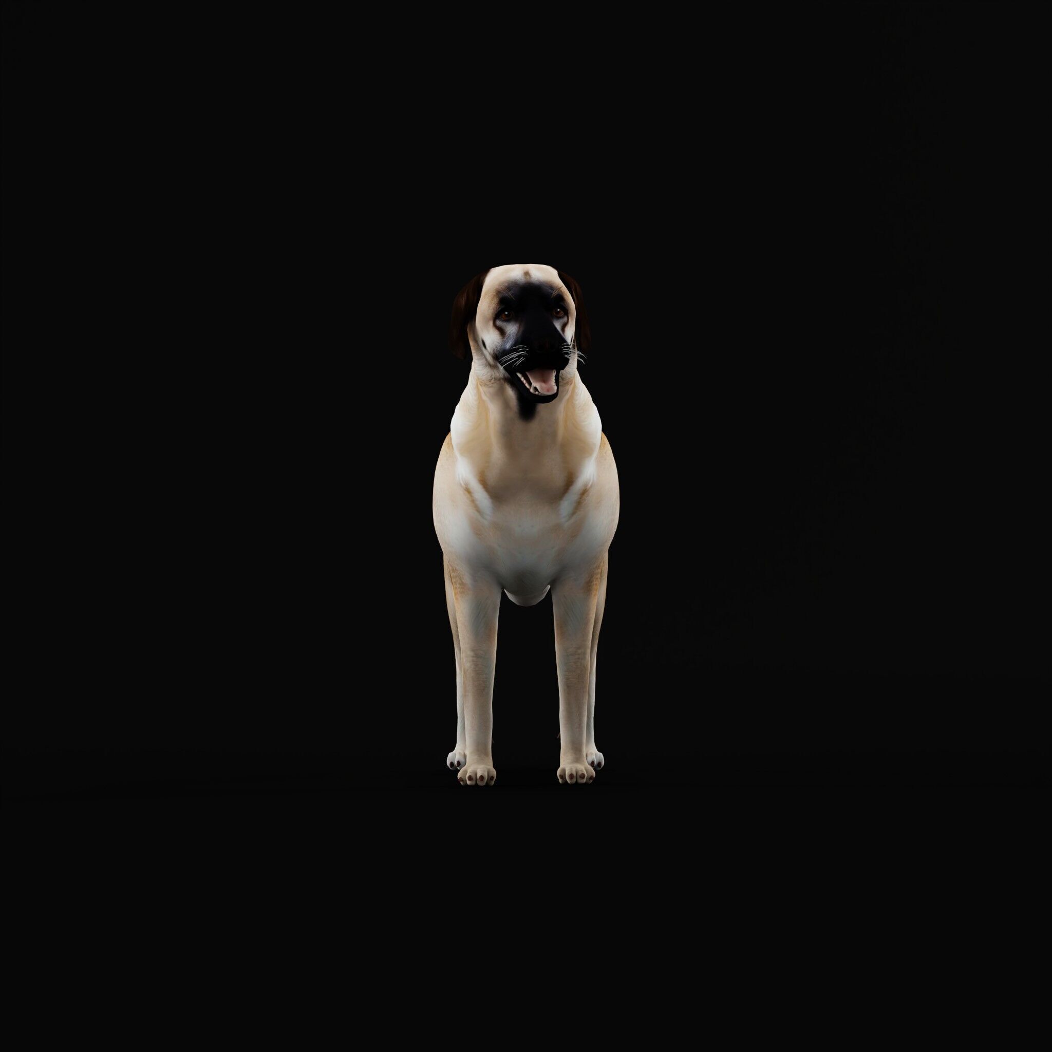 Kangal Shepherd Dog Low-poly 3D model_42