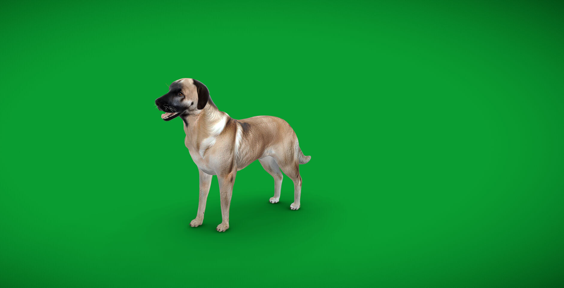 Kangal Shepherd Dog Low-poly 3D model_41