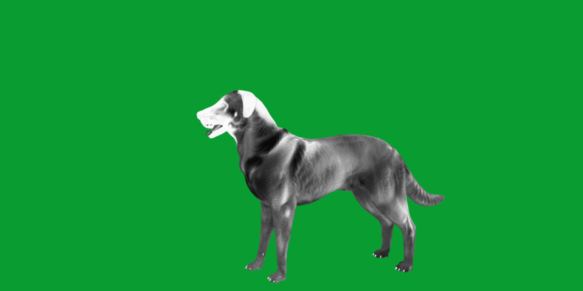 Kangal Shepherd Dog Low-poly 3D model_23