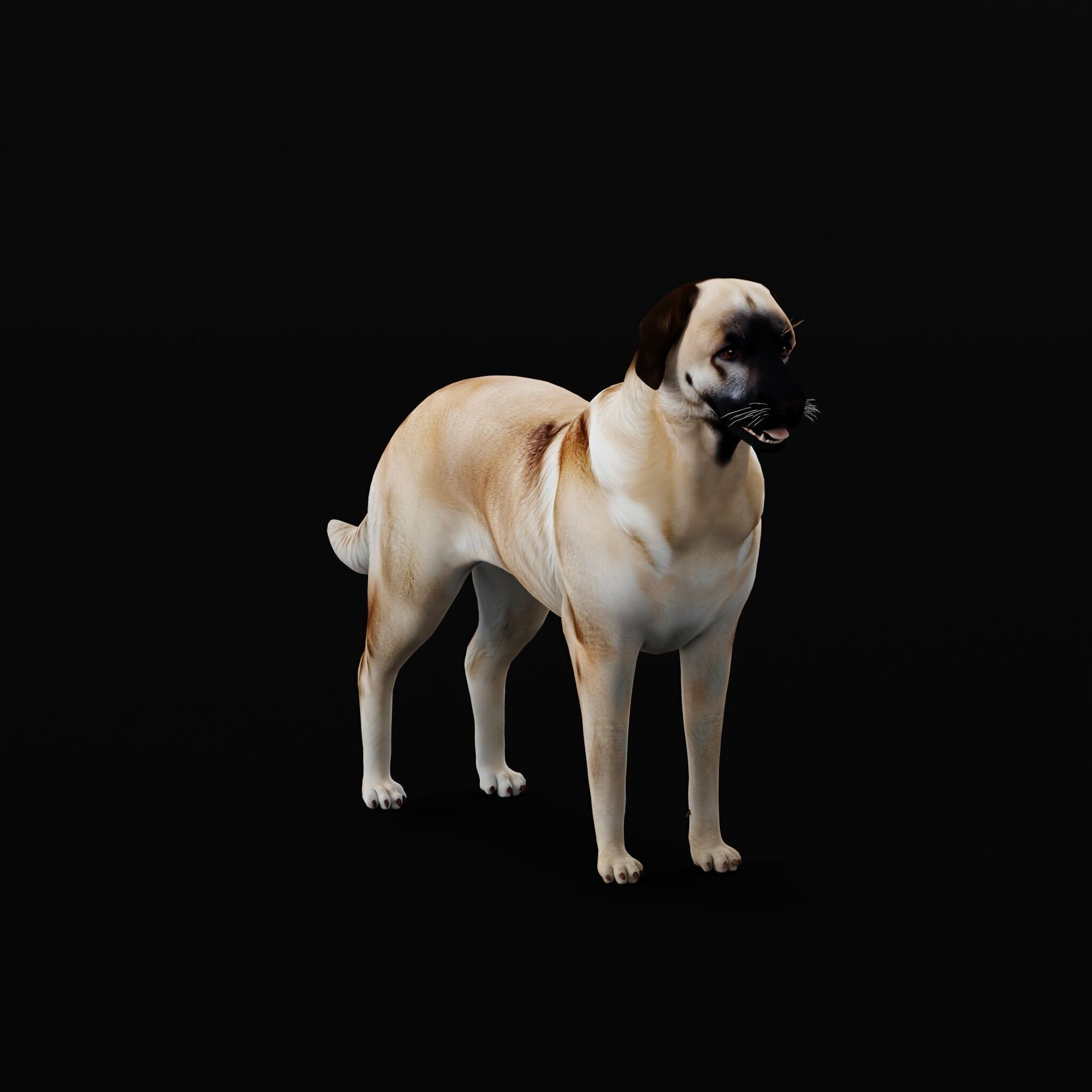 Kangal Shepherd Dog Low-poly 3D model_47