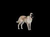 Kangal Shepherd Dog Low-poly 3D model_1