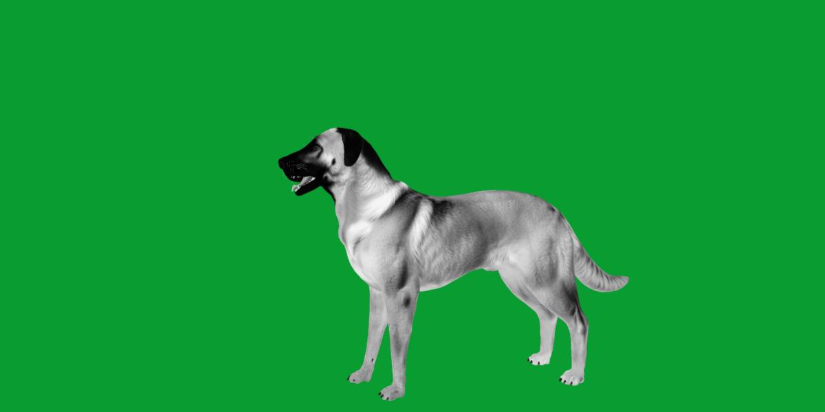Kangal Shepherd Dog Low-poly 3D model_35