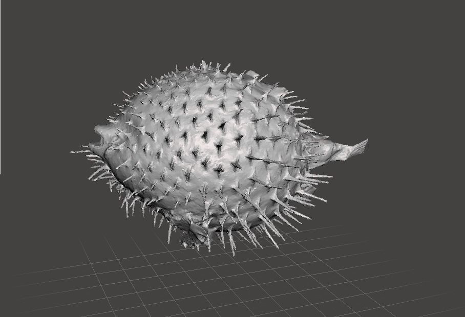 Puffer fish    3d model Free 3D model_0