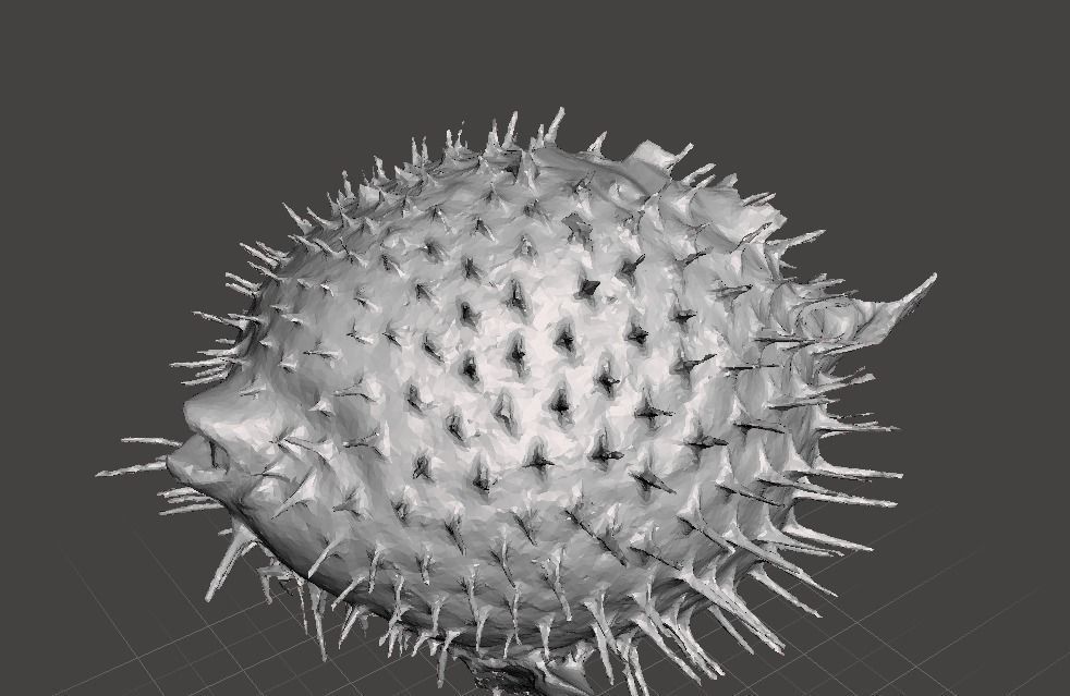 Puffer fish    3d model Free 3D model_3