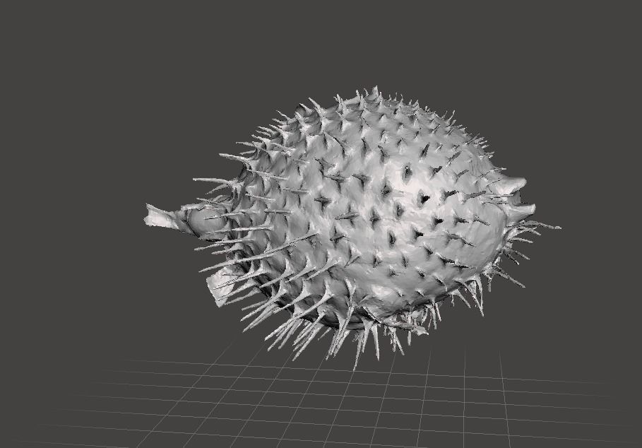 Puffer fish    3d model Free 3D model_1