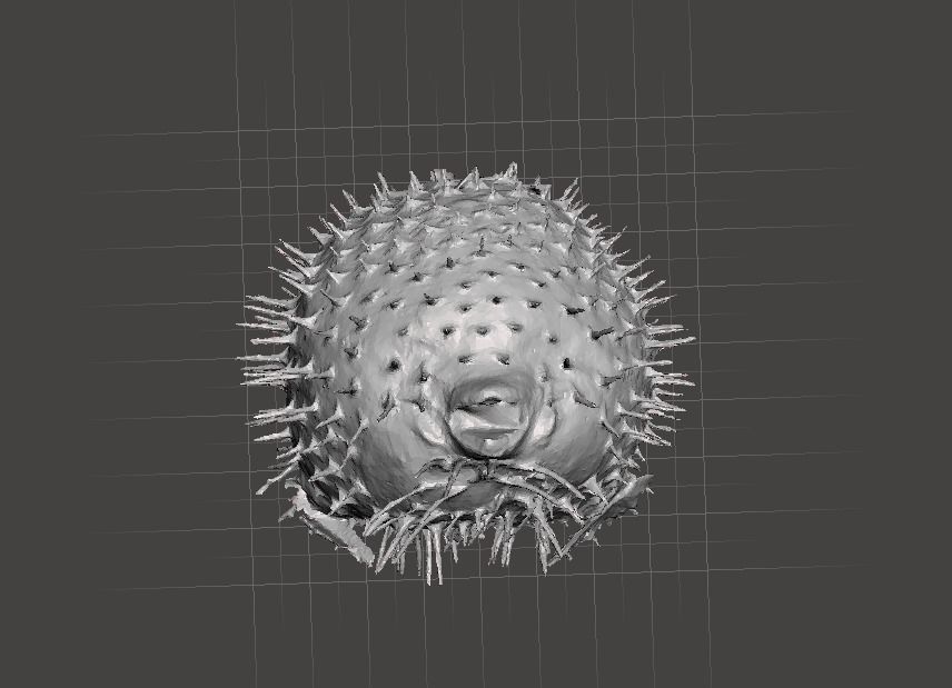 Puffer fish    3d model Free 3D model_2
