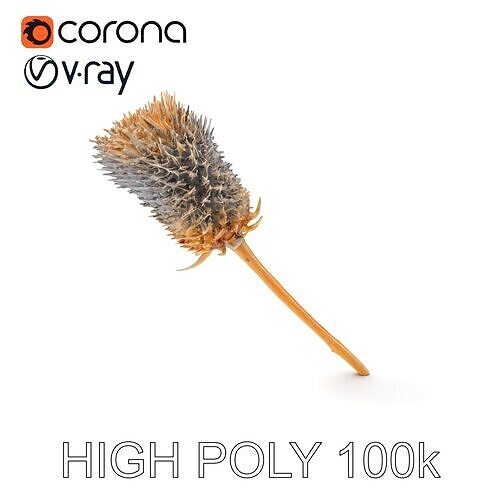 Thistle Model Pack  Detailed Botanical D Model Low-poly 3D model