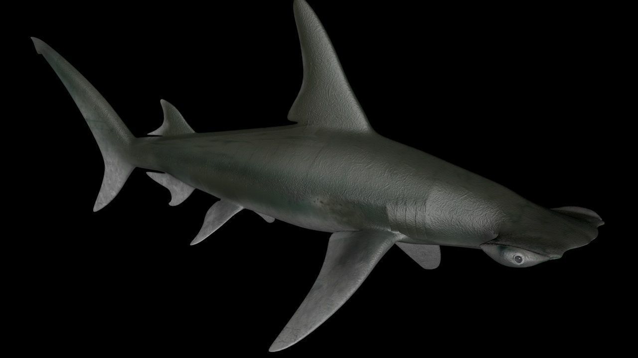 Great Hammerhead shark  - Sphyrna mokarran  3D model_4