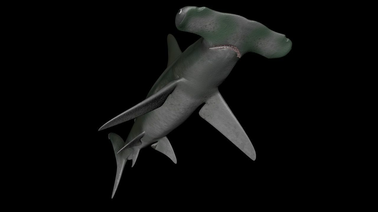 Great Hammerhead shark  - Sphyrna mokarran  3D model_6