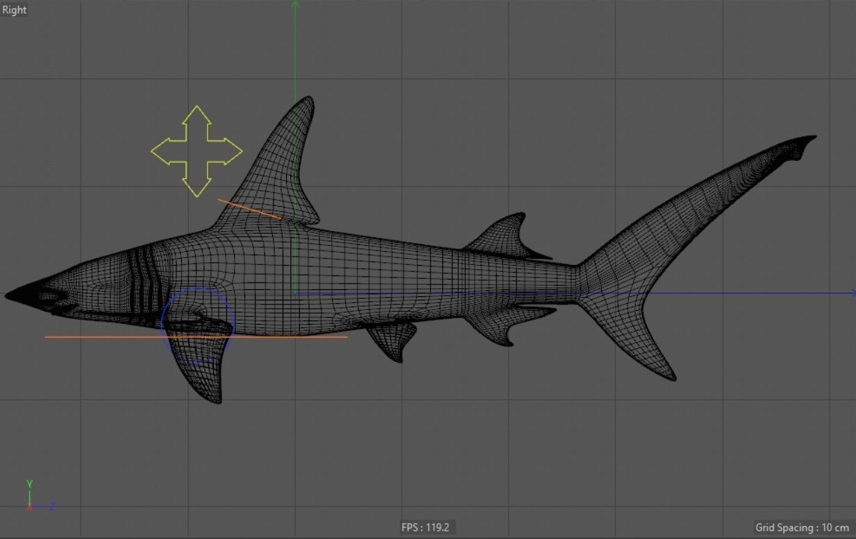 Great Hammerhead shark  - Sphyrna mokarran  3D model_1