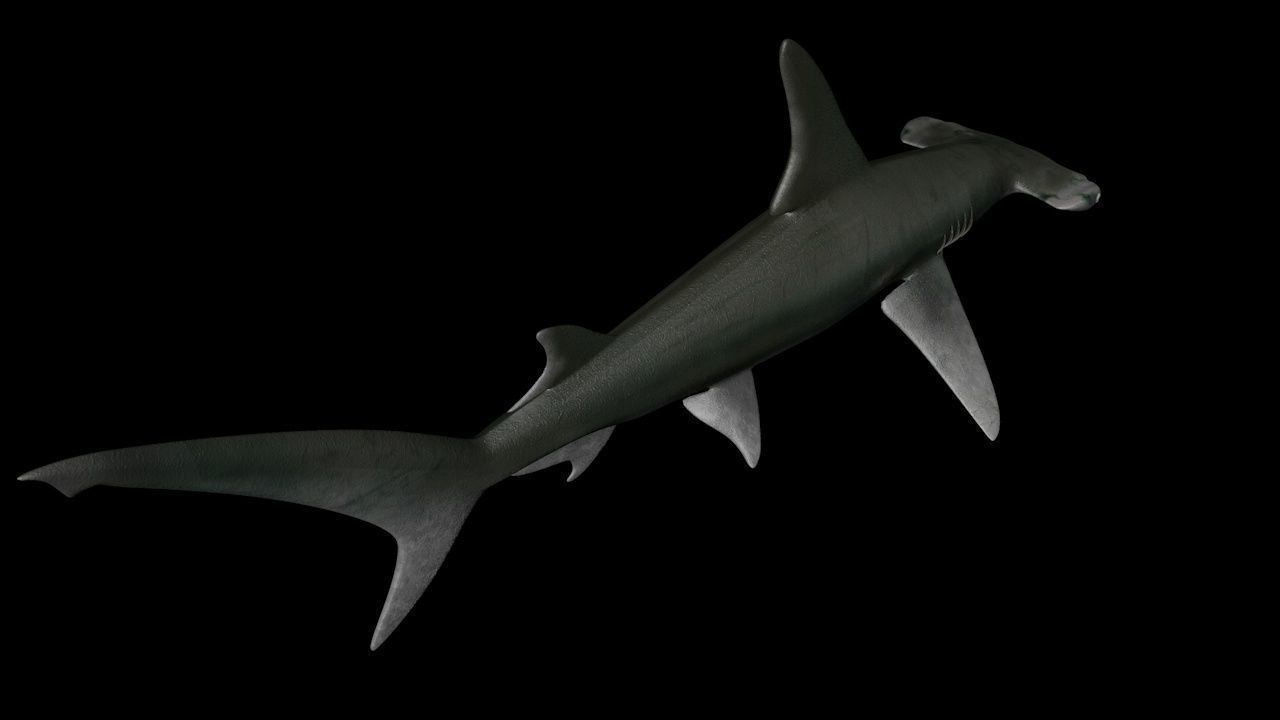 Great Hammerhead shark  - Sphyrna mokarran  3D model_2