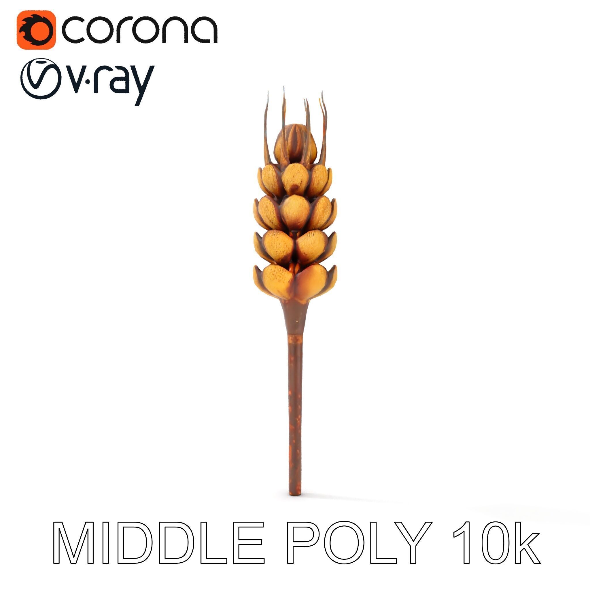 Detailed Wheat Ear Model Pack for Realistic Rendering Low-poly 3D model_8