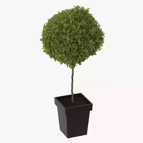 Plant Tree 3D model