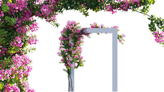 Bougainvillea - Paper Flower 03 - GrowFX 3D model
