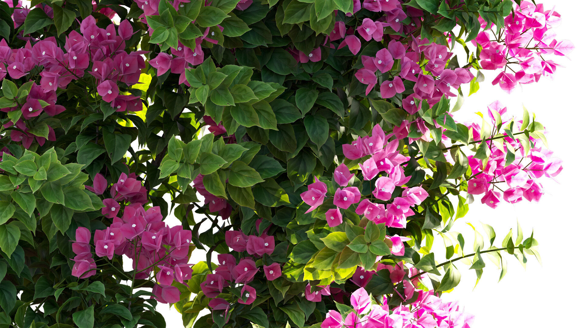 Bougainvillea - Paper Flower 03 - GrowFX 3D model_3