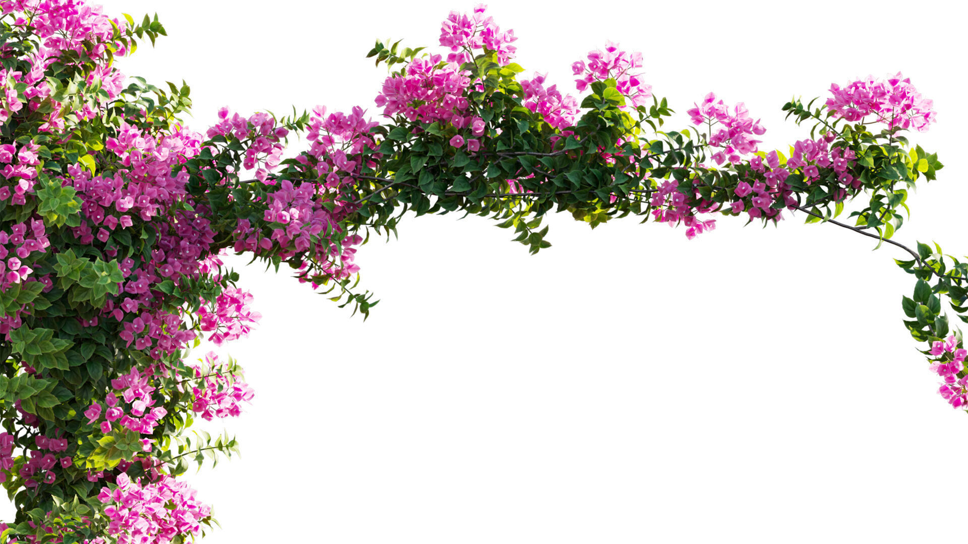 Bougainvillea - Paper Flower 03 - GrowFX 3D model_2