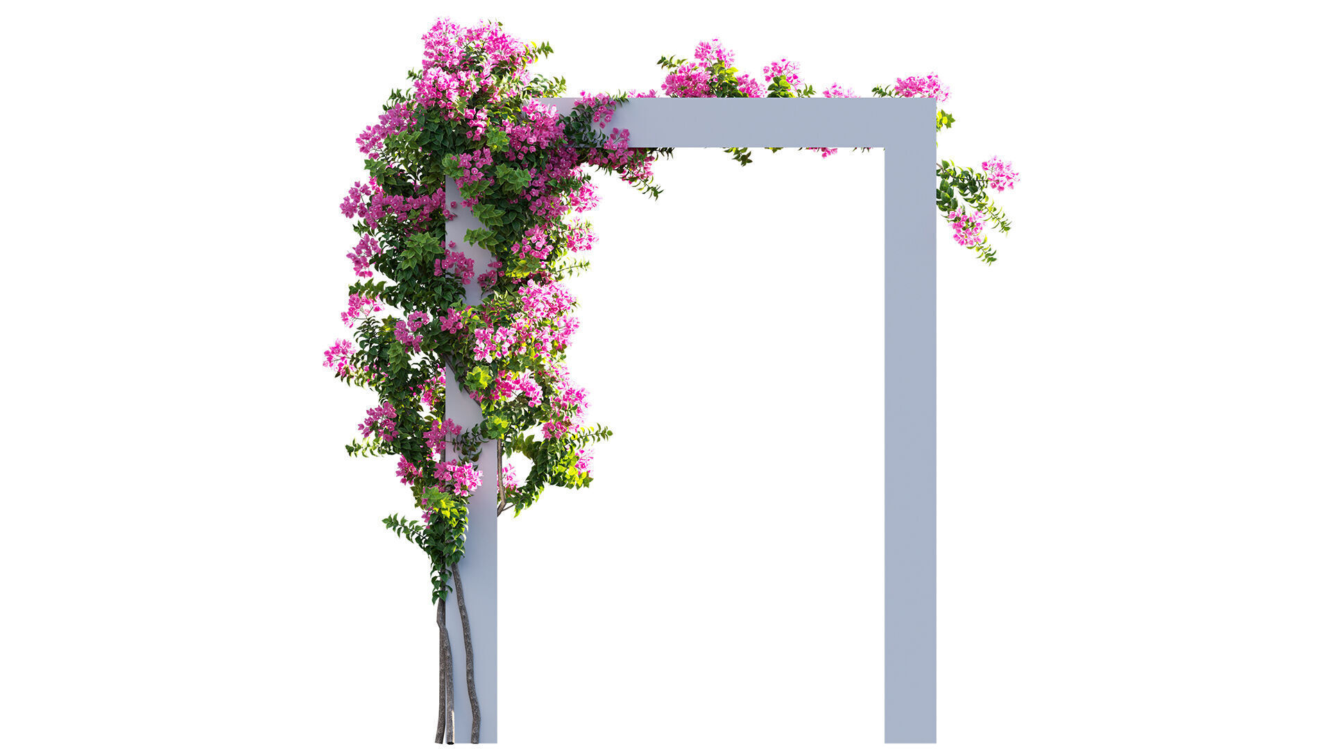 Bougainvillea - Paper Flower 03 - GrowFX 3D model_7