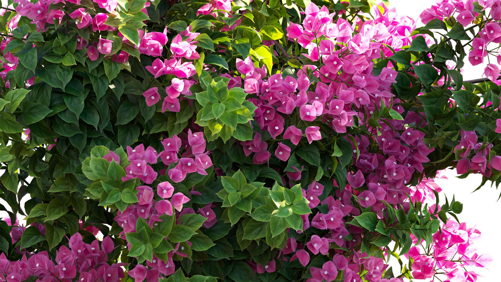 Bougainvillea - Paper Flower 03 - GrowFX 3D model_4